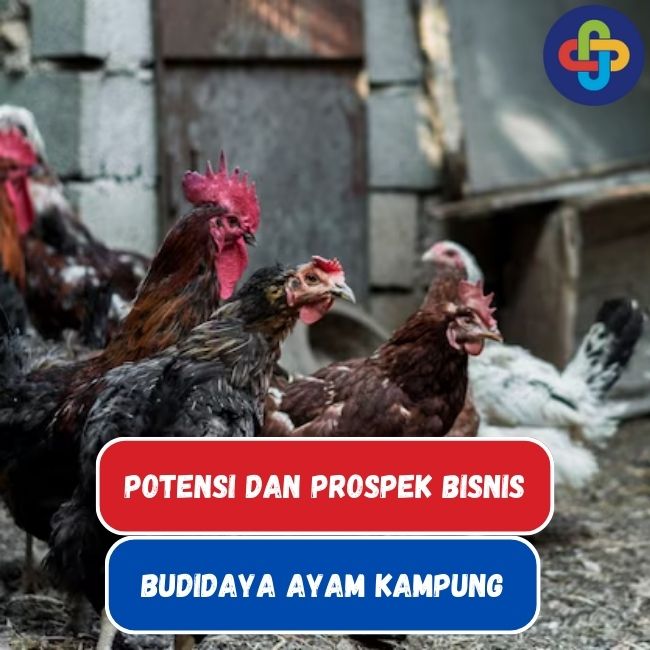 Budidaya Ayam Kampung: Potensi dan Prospek Bagus Yang Cocok Untuk Bisnis